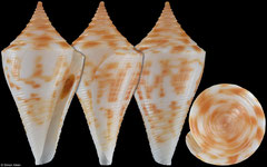 Conus paulae (Caribbean Colombia, 28,3mm)