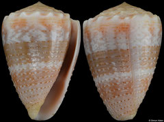 Conus miliaris (Madagascar, 33,0mm) F++ €6.00