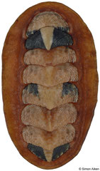 Onithochiton literatus (South Africa, 27,1mm)