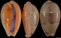 Cypraea bregeriana (New Caledonia, 26,2mm)