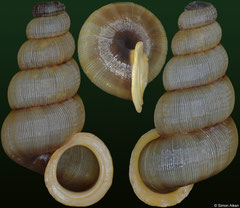 Adamsiella ignilabris (Jamaica, 11,2mm) F++ €6.00 (specimens for sale are 10-11mm and are of the same quality as the specimen illustrated)