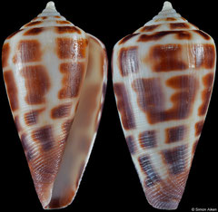 Conus bairstowi (South Africa, 28,9mm)