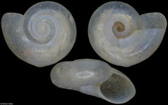 Vitrinella goniomphala (Pacific Mexico, 3,1mm)