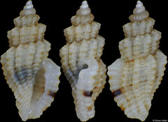 Guraleus himerodes (Philippines, 4,7mm) F+++ €1.40 (specimens for sale are approx 4mm and are of the same quality as the specimen illustrated)