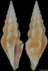 Clavus dolichurus (Philippines, 22,5mm)
