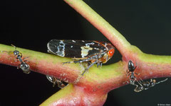 Gum-treehopper (Eurymeloides sp.), Perth, Western Australia