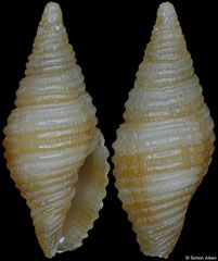 Pseudonebularia sarinoae (Philippines, 6,7mm) F++ €11.00