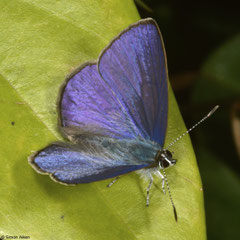 Grass blue (Arhopala sp.), Bokor Mountain, Cambodia