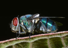 Blow-fly (Chrysomya putoria), Fianarantsoa, Madagascar