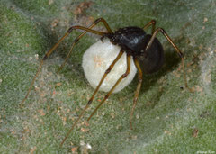 Tangle-web spider (Steatoda sp.), Broome, Western Australia