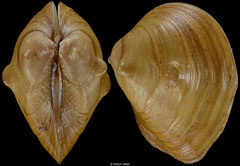 Obliquaria reflexa (Wisconsin, USA, 50,1mm)
