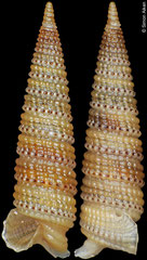 Triphora taeniolata (Philippines, 7,1mm)