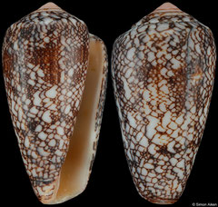 Conus madagascariensis (India, 41,7mm) F+/F++ €12.00 (specimens for sale are 38-41mm and are of the same quality as the specimen illustrated)