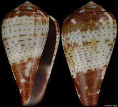 Conus variegatus (Angola, 21,3mm) F++ €12.00 (specimens for sale are 20-21mm and are of the same quality as the specimen illustrated)