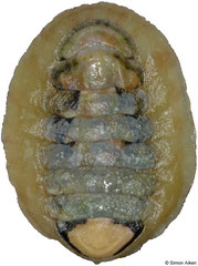 Lucilina dilecta (Western Australia, 30,0mm)