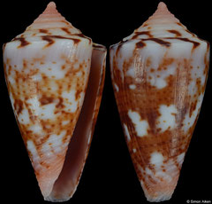 Conus cargilei (Brazil, 17,4mm) F++ €29.00
