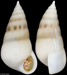 Leiostraca pyramidalis (Philippines, 6,0mm)