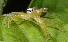 Jumping spider (Epocilla sp.), Kampong Trach, Cambodia
