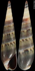 Hastula bacillus (Philippines, 13,4mm)