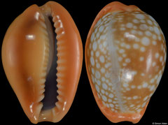 Cypraea citrina form 'dauphinensis' (Madagascar, 24,2mm, 18,2mm)