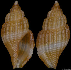 Raphitomidae sp. (Philippines, 5,5mm) F+++ €6.00