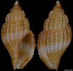 Raphitomidae sp. (Philippines, 5,5mm) F+++ €6.00