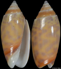 Oliva buloui phuketensis (Thailand, 22,3mm)