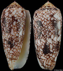 Conus omaria (Madagascar, 73,2mm)