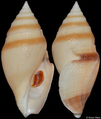 Bathytoma gordonlarki (Philippines, 58,2mm)