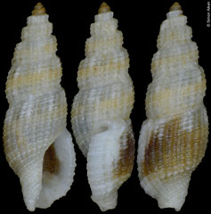 Kermia thorssoni (Philippines, 6,7mm)