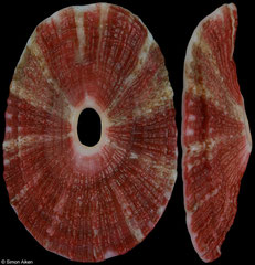 Medusafissurella dubia (South Africa, 27,7mm)