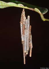 Bagworm moth (Psychidae sp.) larva, Bokor Mountain, Cambodia