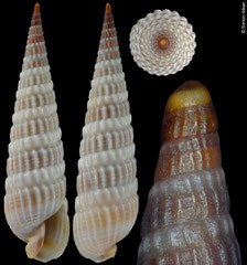 Neoterebra dislocata (Florida, USA, 35,8) F+++ €4.00