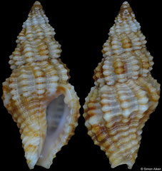 Engina obliquicostata (Philippines, 10,3mm)