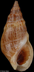 Melanopsis cf. dufourii (Spain, 22,9mm)