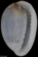 Granulina perminima (South Africa, 1,5mm)