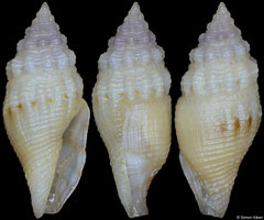 Mitromorpha poppei (Philippines, 10,1mm)
