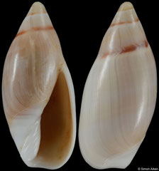 Ancilla adelphe (Madagascar, 15,2mm) F++ €19.00