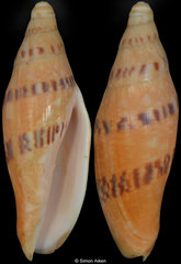 Notovoluta gardneri (Queensland, Australia, 76,6mm)