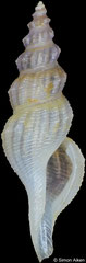 Glyphostomoides sp. (Philippines, 9,4mm)