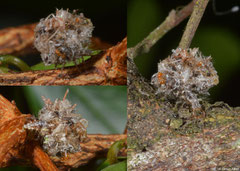 Green lacewing larva (Chrysopidae sp.), Fianarantsoa, Madagascar