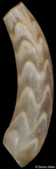 Caecum japonicum (Philippines, 2,1mm)