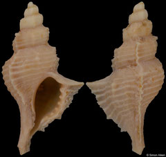 Pterochelus contabulatus (France, 17,4mm) Lutetian fossil