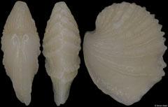 Verticordiidae sp. (Canary Islands, 3,5mm)