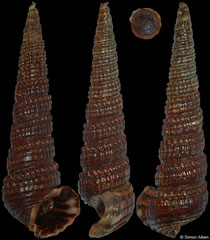 Cerithidea caiyingyai (China, 32,3mm, 36,4mm)