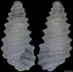 Pseudoscilla exarata (Pacific Mexico, 1,4mm) F+++ €5.00