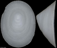 Bathyacmaea nipponica (Japan, 9,6mm)