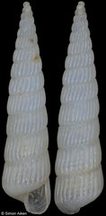 Turbonilla angelinagagliniae (Senegal, 8,9mm)