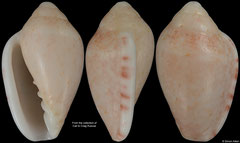 Marginella obliqua (South Africa, 17,1mm) (sinistral)