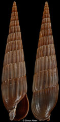 Punctoterebra calliginosa (Philippines, 21,7mm)